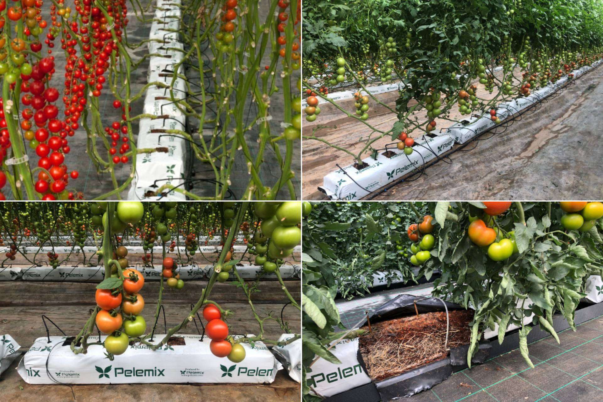 Pelemix cuenta con una solución para los productores comerciales de tomates