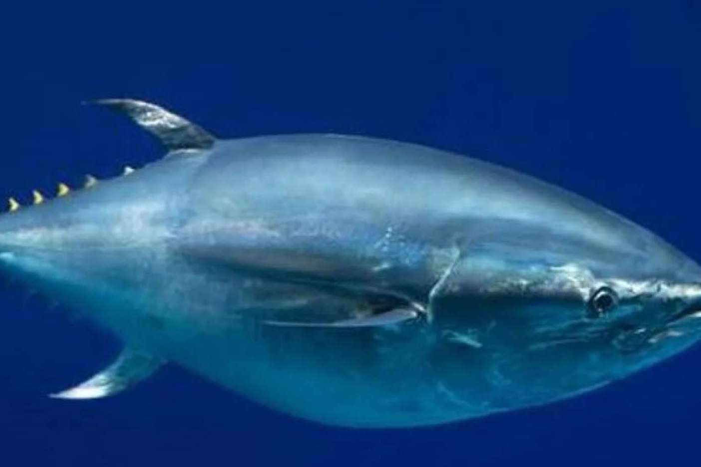 Suzuki Marine y Movilmotors enseñan a estudiantes y pescadores sobre el marcaje de peces