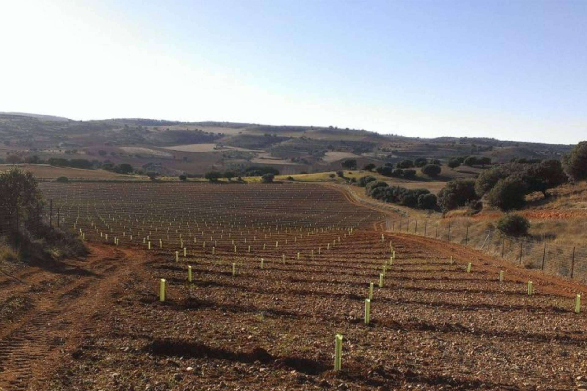 Ayudas a la Truficultura 2024, plantación de alto valor forestal