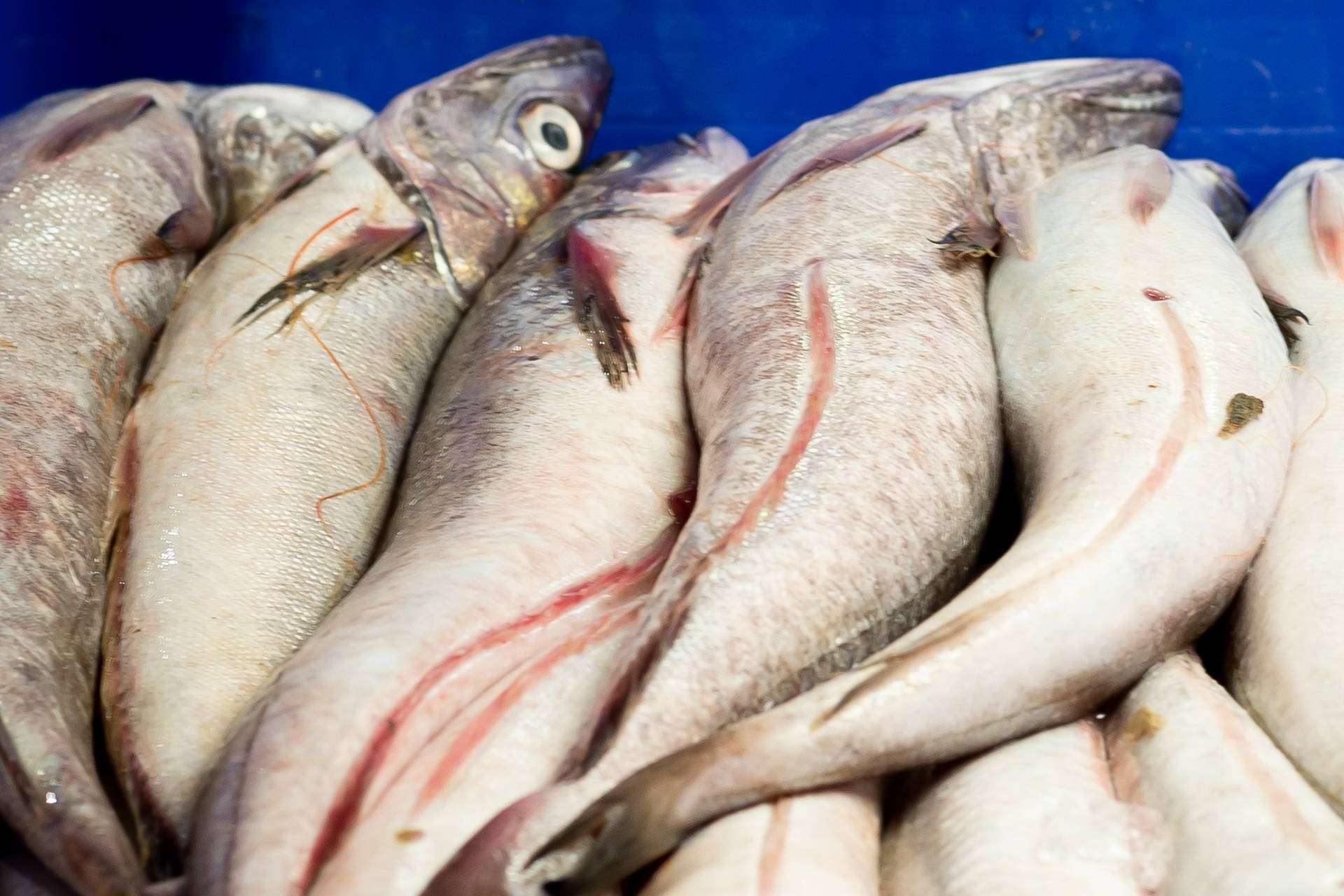 Entrega de mariscos o pescado fresco en menos de 24 horas con los expertos de Lonja de Ayamonte