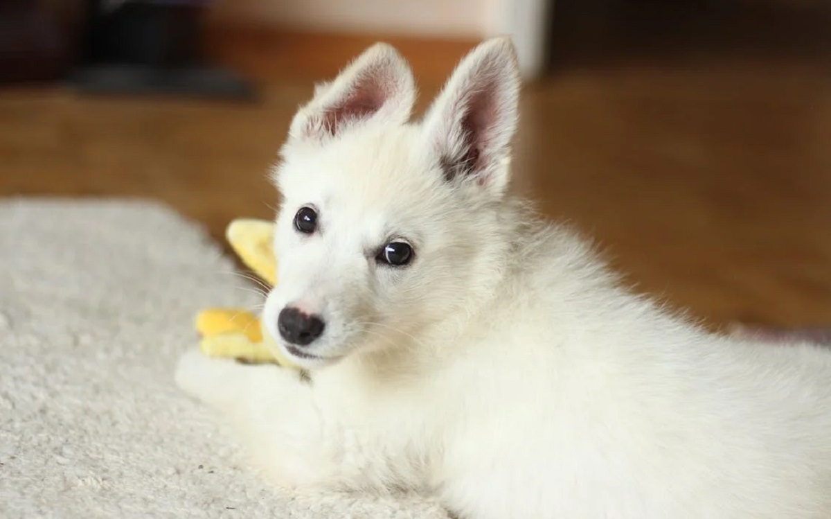 Descubre cómo el CBD puede transformar la vida de tu perrito