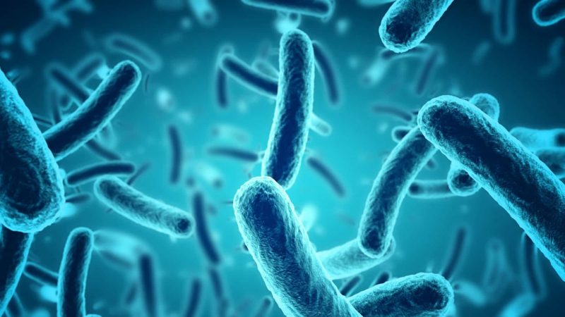 microbiota 2 Merca2.es