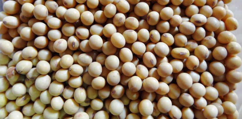 El superalimento con el que perder barriga será una tarea rápida y sencilla 21 Merca2.es soja 3 Merca2.es