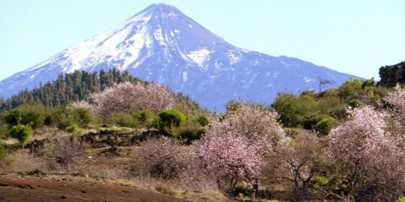 almendros