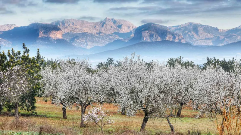 tramuntana Merca2.es