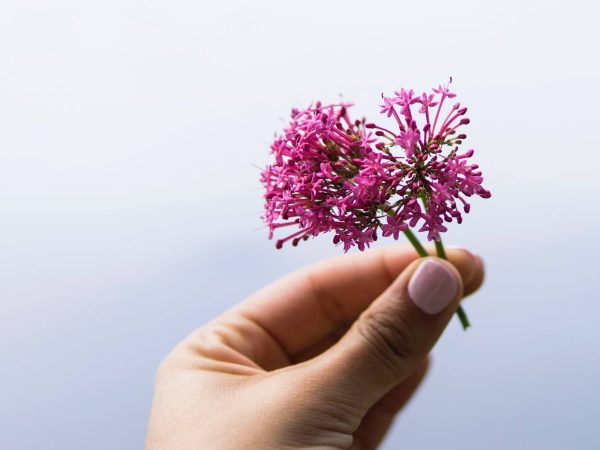 valeriana Merca2.es