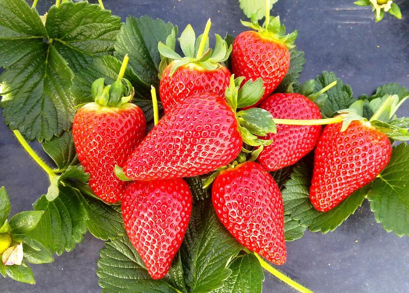 COAG exige «la paralización inmediata» de las importaciones de fresas y otros productos frescos de Marruecos