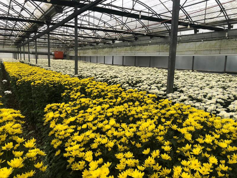 El sector de la flor cortada salva la campaña de Semana Santa y muestra preocupación por la sequía