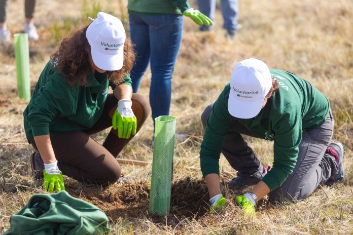Iberdrola ha plantado más de tres millones de árboles desde 2020 en todo el mundo y prevé alcanzar los 20 millones