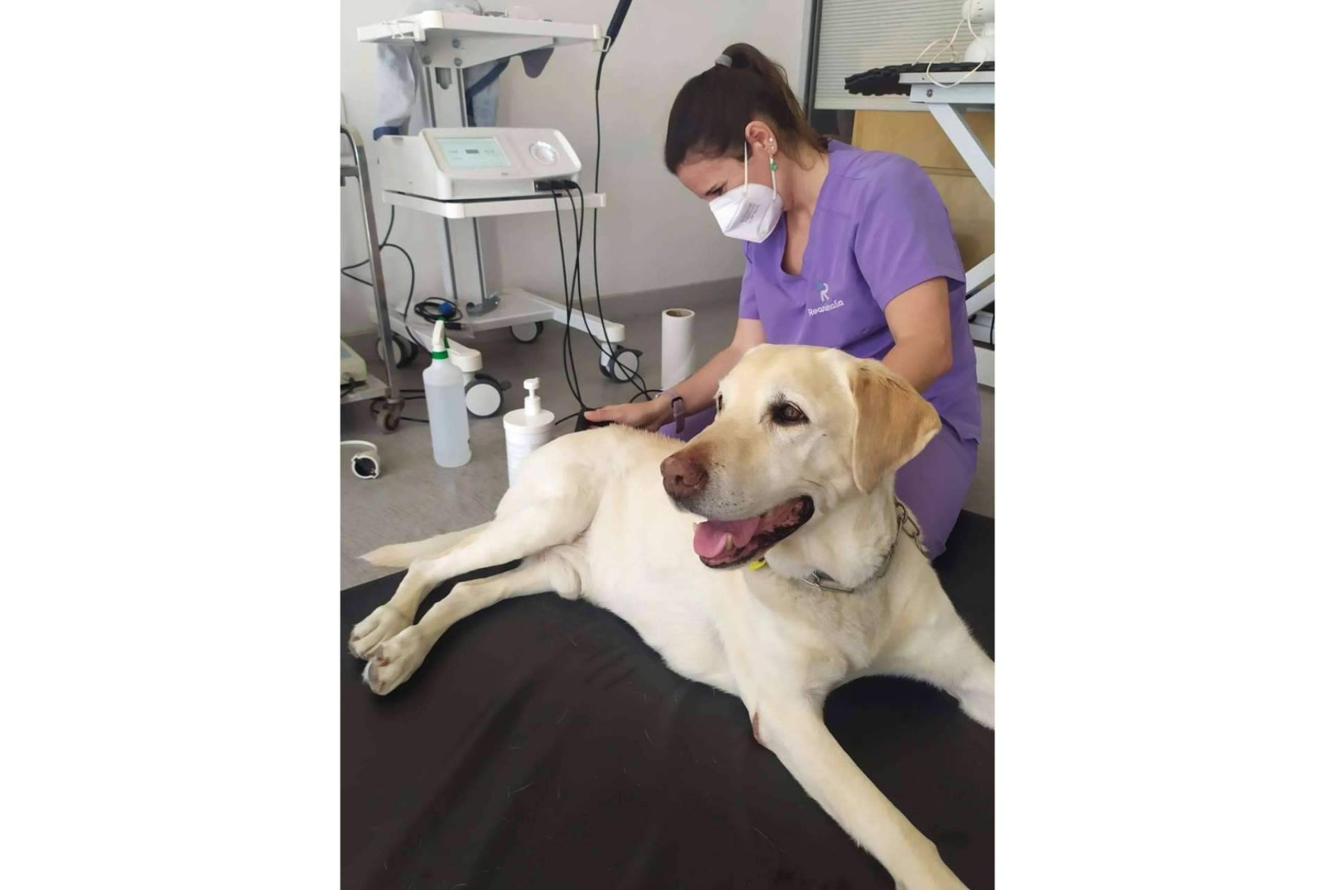 Los beneficios de la radiofrecuencia INDIBA en el mundo veterinario, por Reanimalia