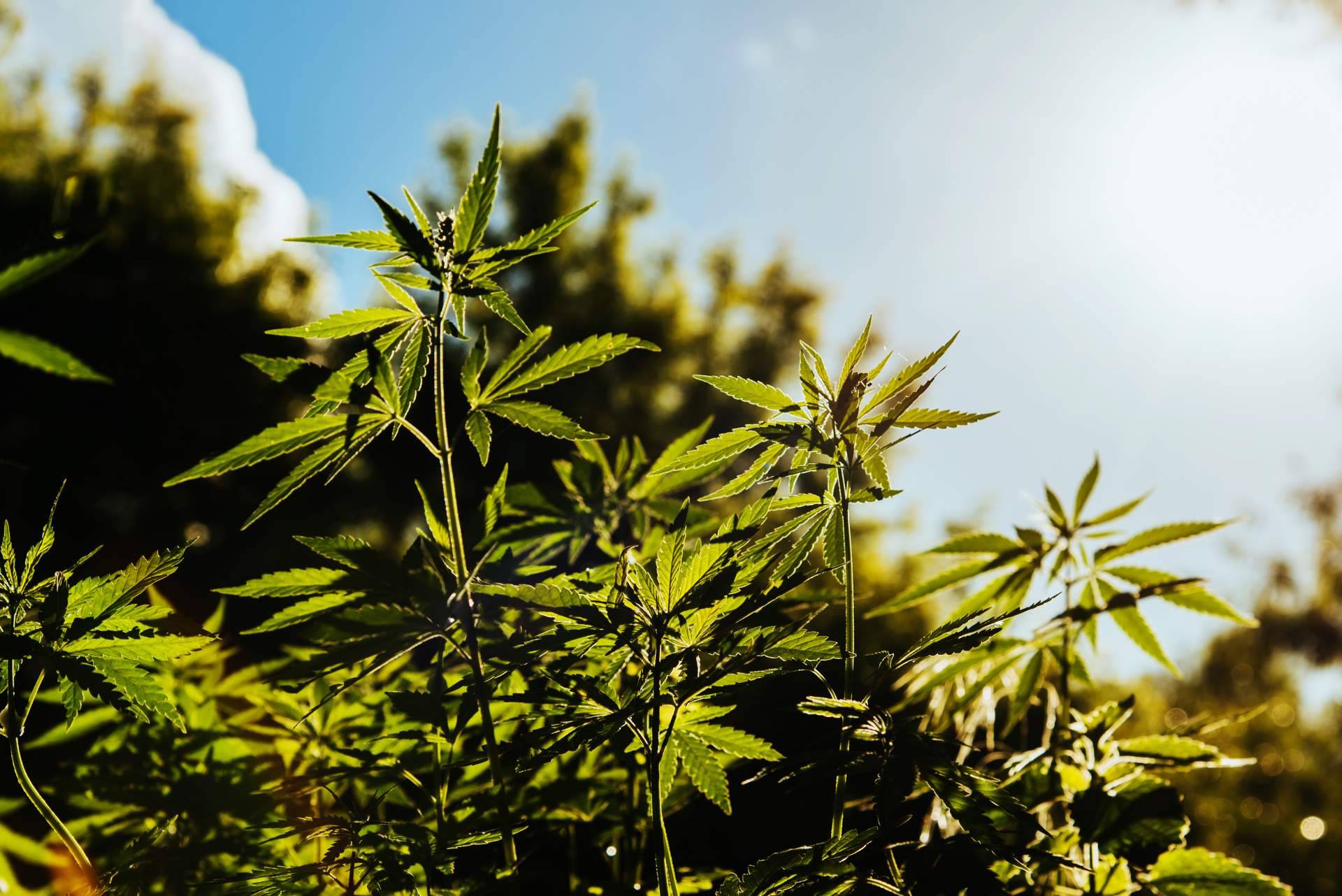 South Hemp habla del desarrollo de nano-bio-aditivos de última generación