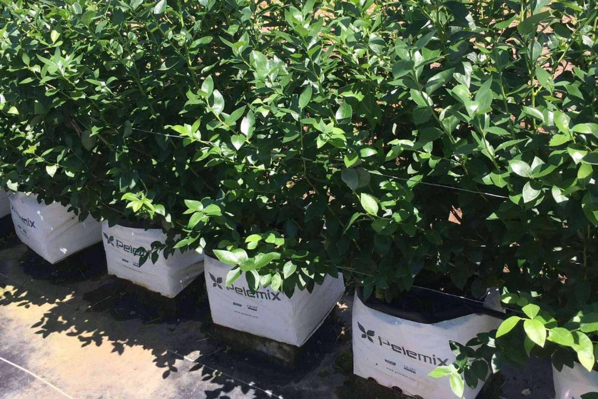 Las soluciones Open Tops de Pelemix y los últimos avances en el cultivo de frutas blandas