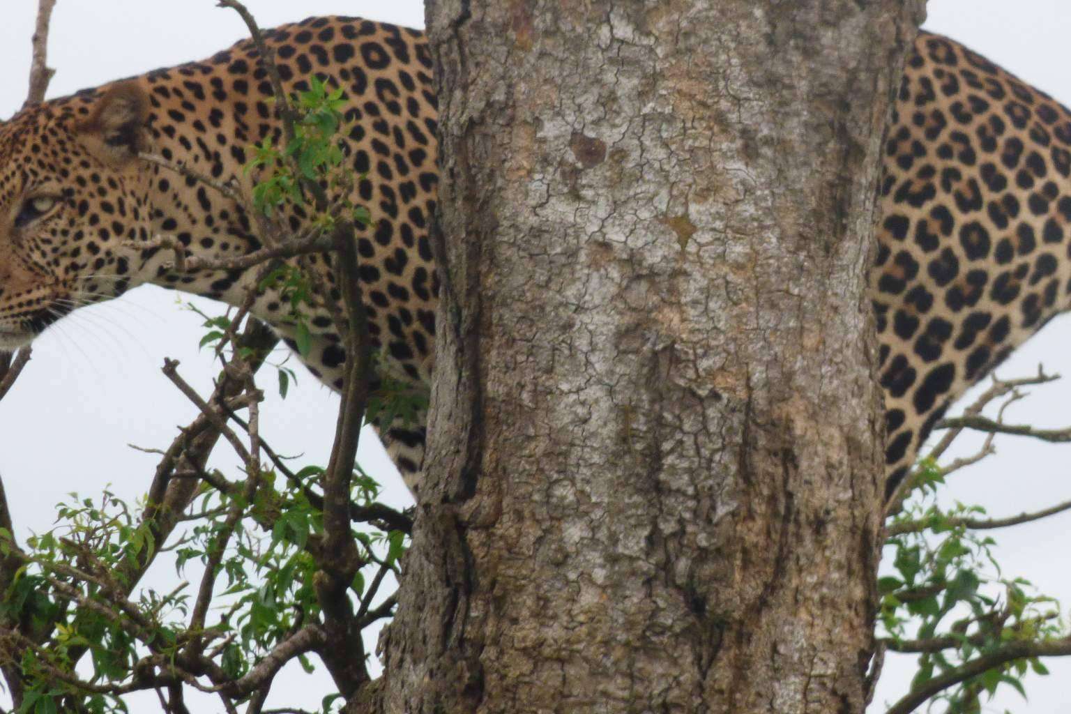 Safari en Uganda