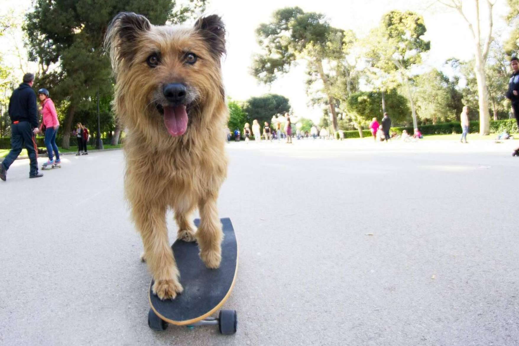 Amazdog se corona por 4° año consecutivo como líder de adopciones en España