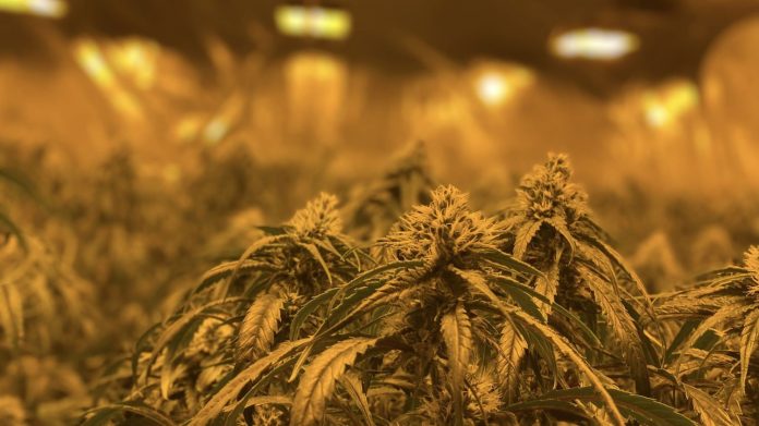marihuana cultivo indoor