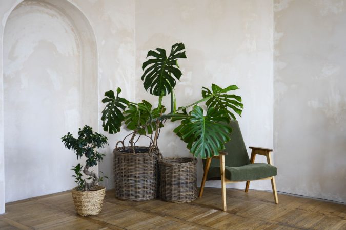 room decor with potted monstera plant Merca2.es