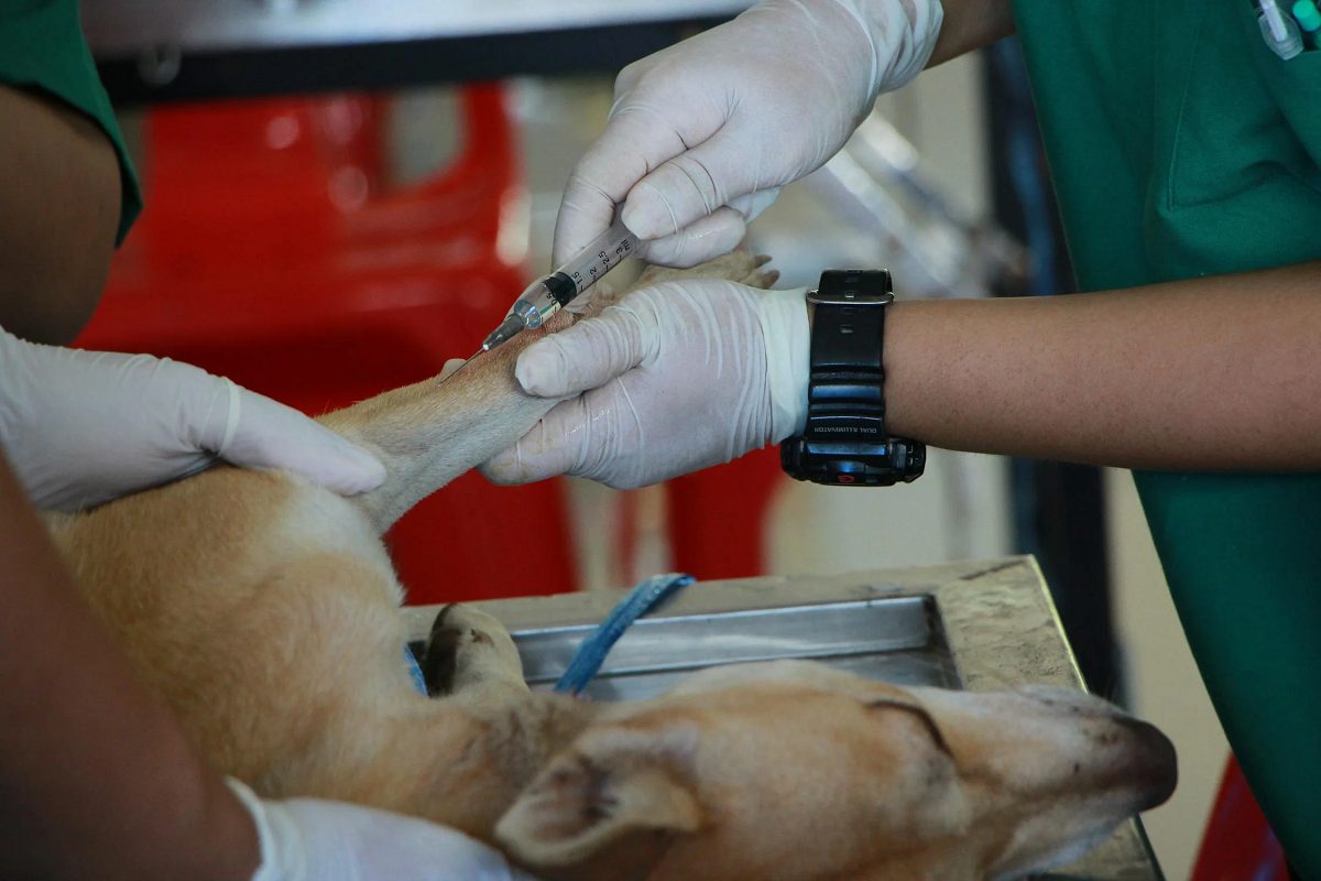 Cómo especializarse en veterinaria al acabar la carrera