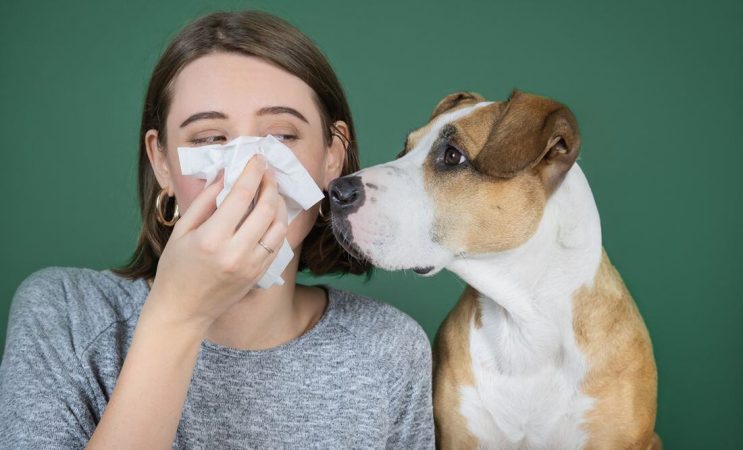 ¡Primavera época de alergias! aquí te contamos las más Comunes en España 5 Merca2.es Alergias más comunes en España, la primera de ellas son las alergias al pelo de animales