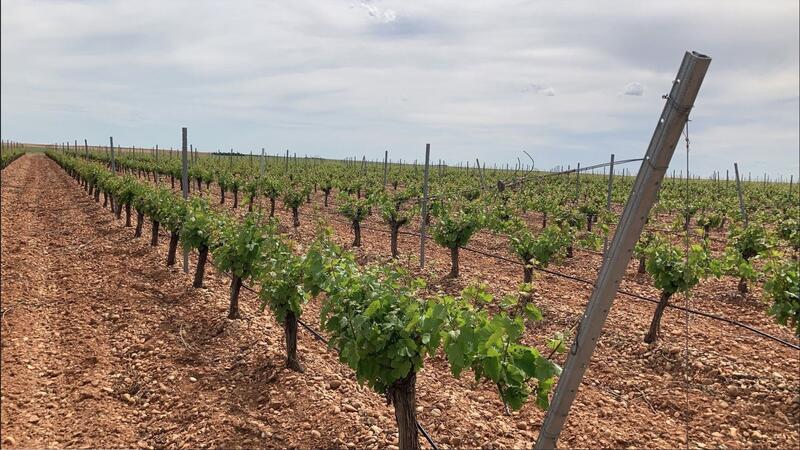 Asaja propone 12 medidas de choque para equilibrar oferta y demanda en la D.O. Rueda