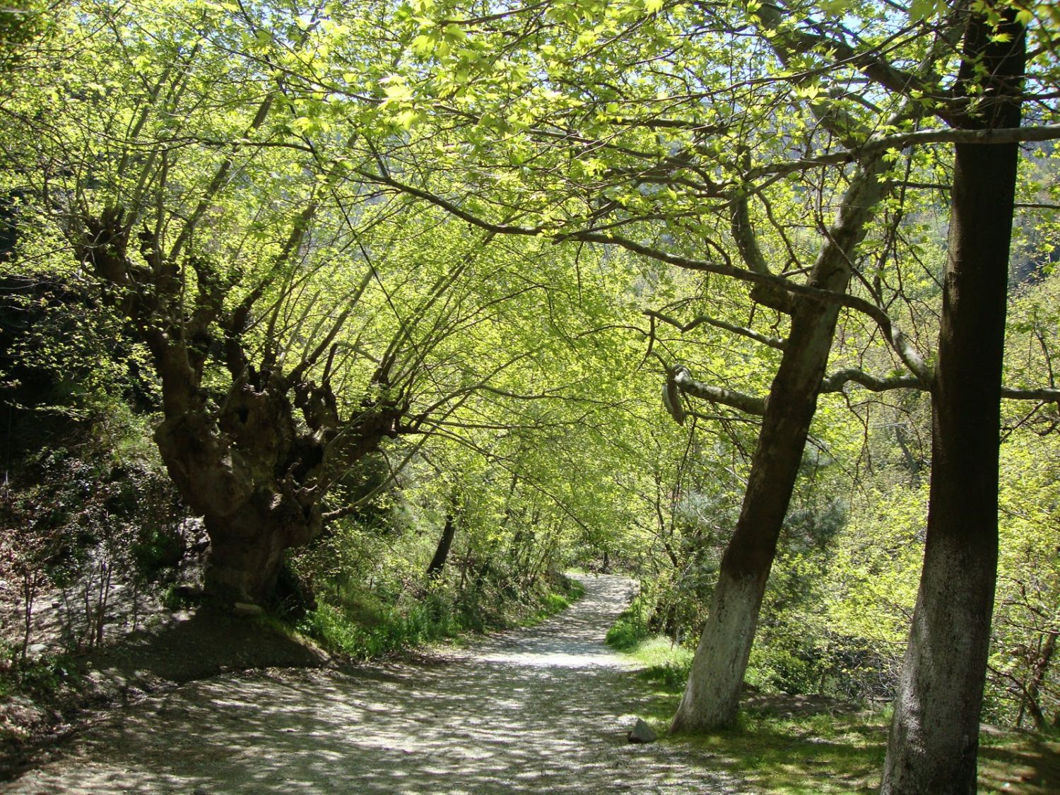 RUTA DEL BOSQUE DE LA HOYA