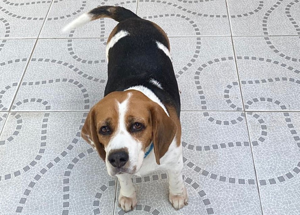 Las 5 mejores razas de perros para acompañarte en un apartamento pequeño 1 Merca2.es Beagle Merca2.es