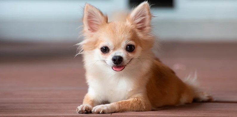Las 5 mejores razas de perros para acompañarte en un apartamento pequeño 3 Merca2.es Chihuahua de pelo suave Merca2.es