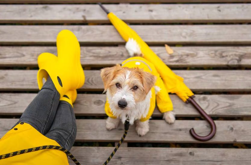 Este es el peculiar hábito que cada vez hace más gente con sus mascotas antes de morir