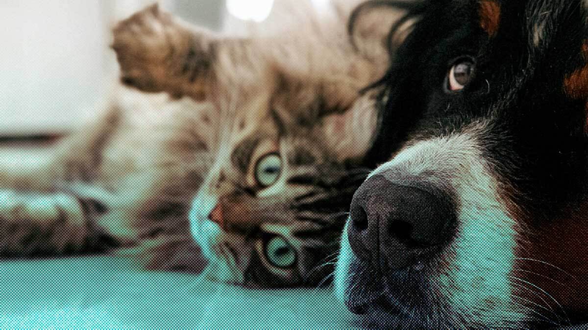 Esto es lo que cuesta mantener una mascota en España, más de uno se lo pensará