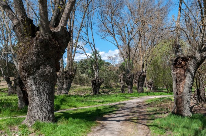 Desconecta en la naturaleza con esta ruta de senderismo poco conocida en Madrid
