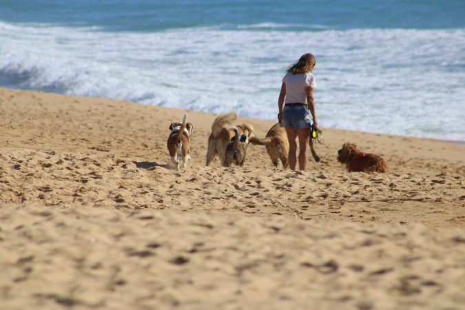 En este artículo encontrarás, si quieres viajar con perros: