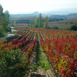 Ruta por La Rioja Alavesa, el mejor enoturismo en un entorno inigualable 