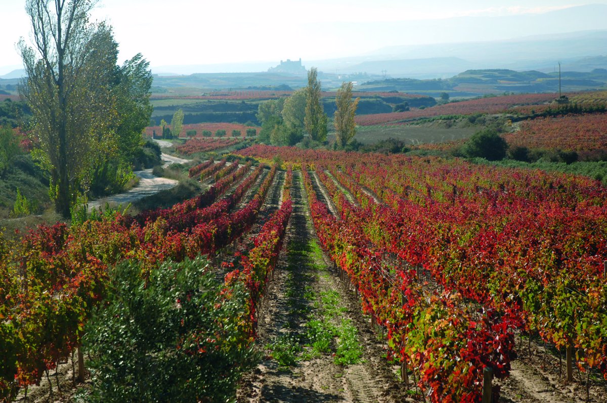 De ruta por las mejores bodegas de la Rioja Alavesa