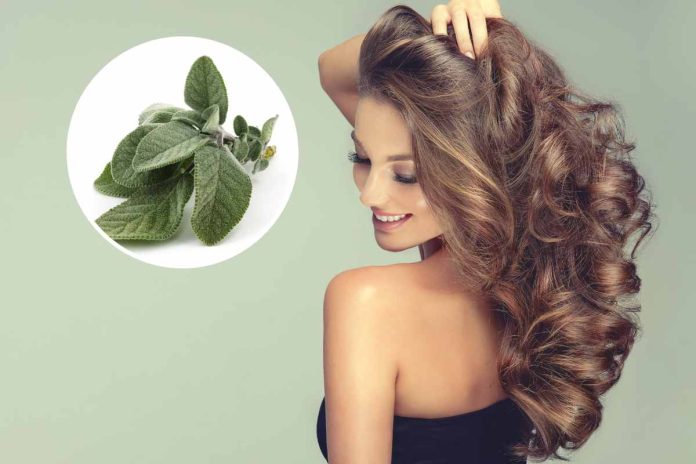 Salvia: El ingrediente natural que transformará tu cabello débil