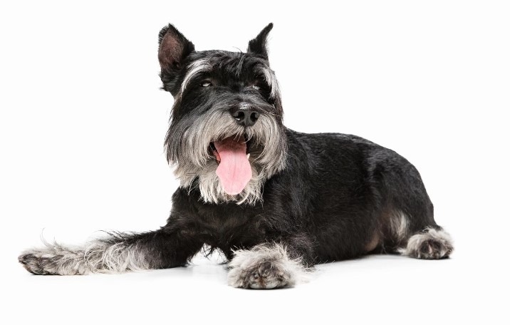 Las 5 mejores razas de perros para acompañarte en un apartamento pequeño 2 Merca2.es Schnauzer Merca2.es
