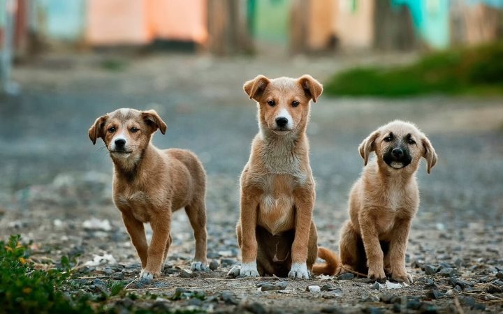 Si nos extinguiesemos los humanos que pasaria con los perros 2 Merca2.es