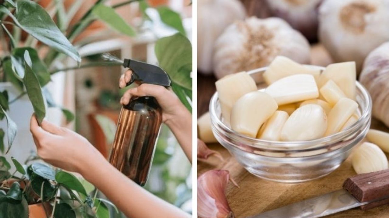 ¿Tus plantas se están muriendo? Este milagro con ajo las resucitará en minutos