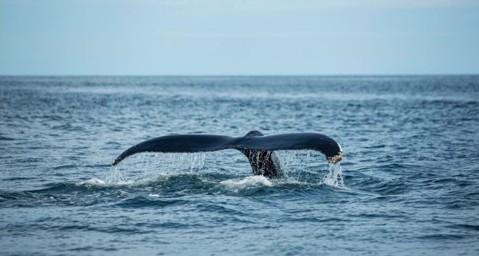 Conoce al hombre que fue tragado por una ballena ¡y vivió para contarlo!