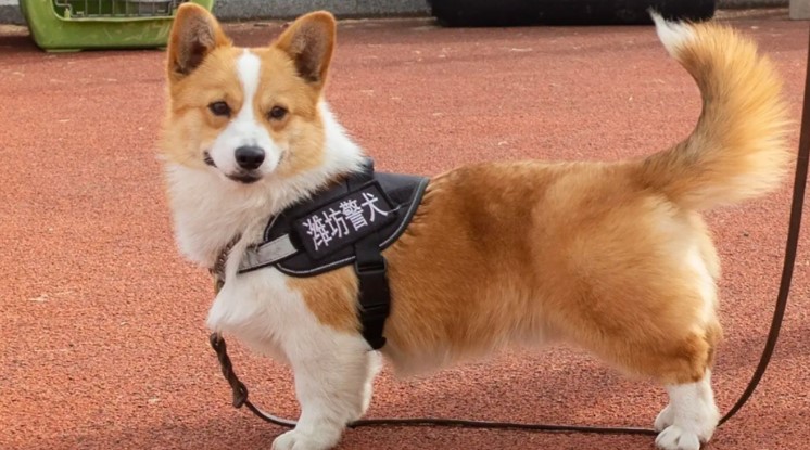 Mira al primer perro corgi en hacerse policía