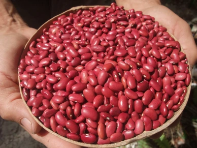 frijoles Merca2.es