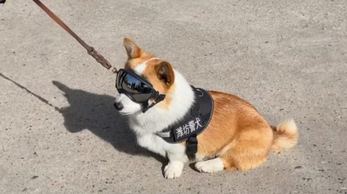 Mira al primer perro corgi en hacerse policía