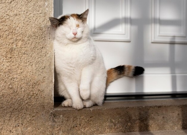 El truco viral para que tu gato orine fuera de su caja de arena