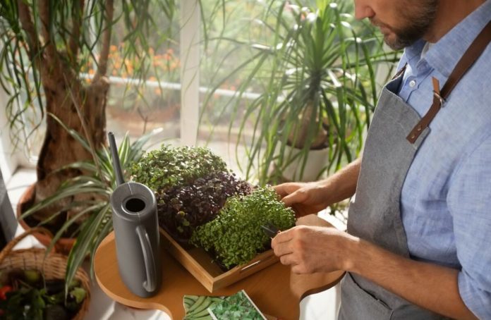 5 plantas de huerta perfectas para cultivar en tu balcón