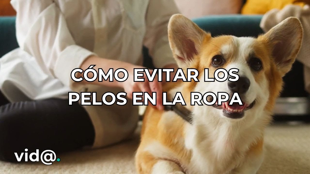 Cómo evitar los pelos de tu mascota en la ropa