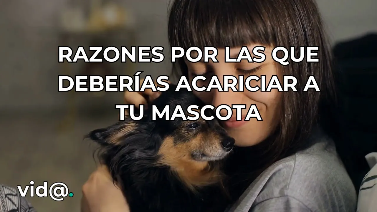 Beneficios de acariciar a tu mascota