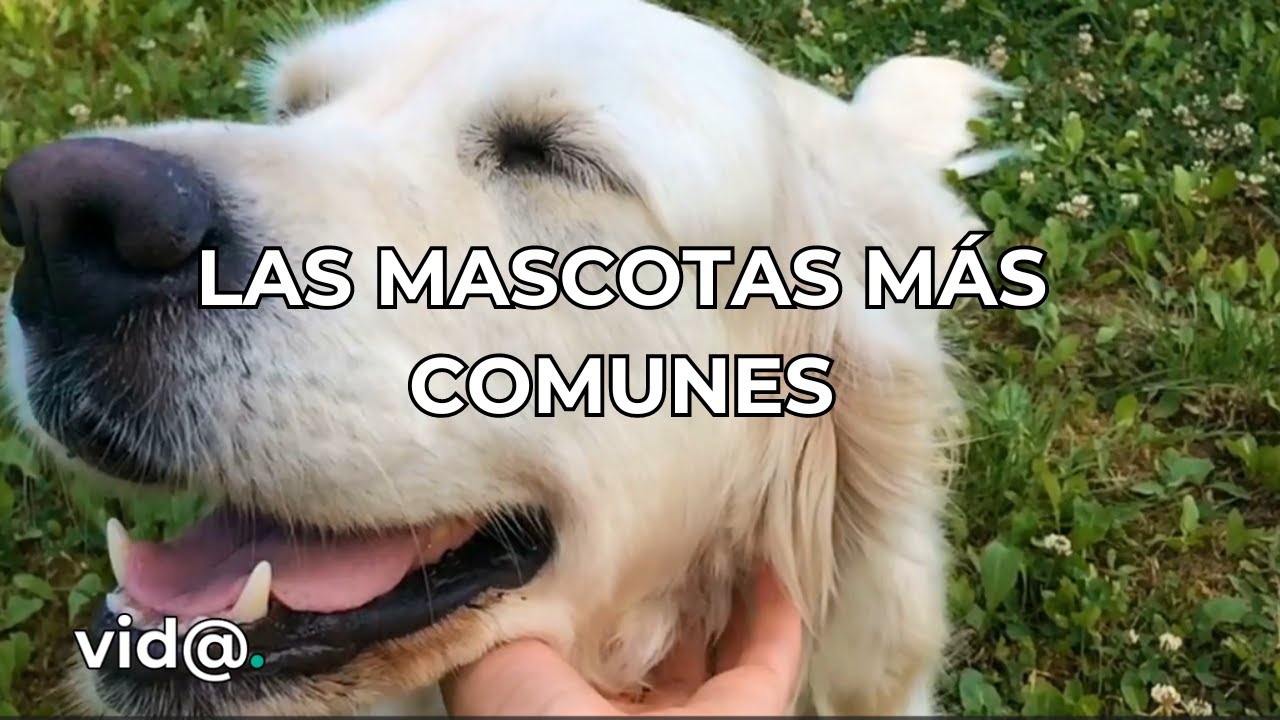 Las mascotas más comunes