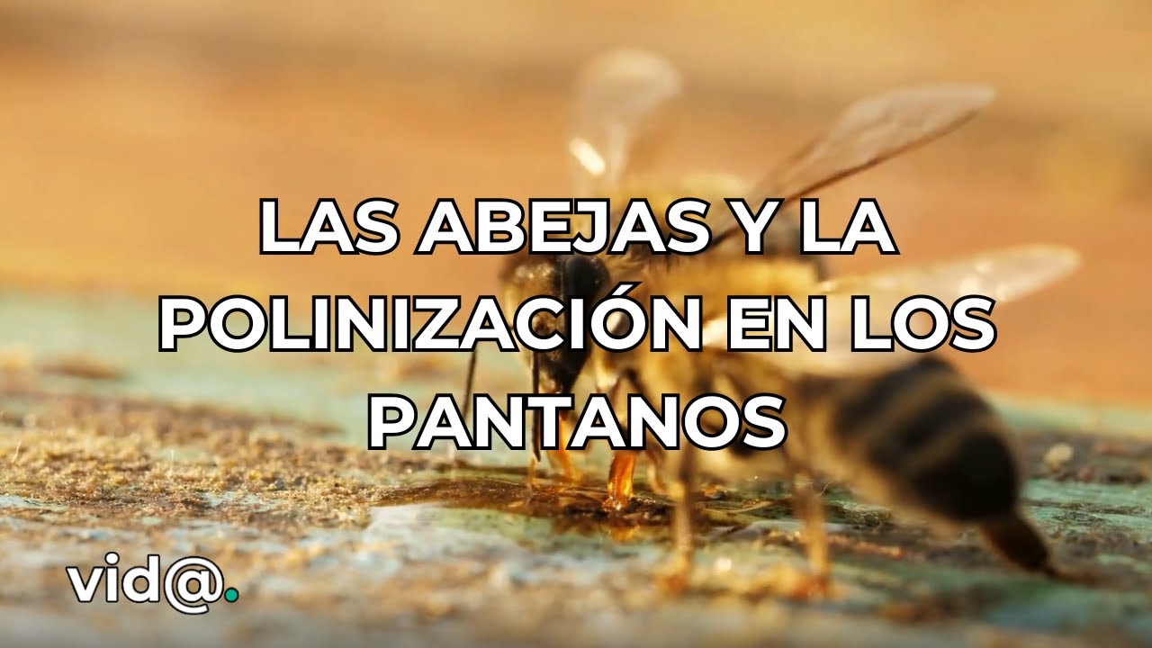 Las abejas y la polinización en pantanos