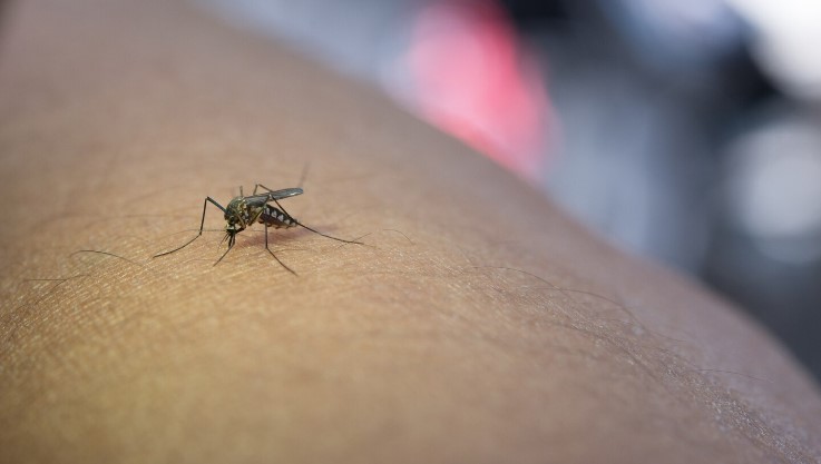 Brasil suelta una legión de 5000 millones de mosquitos en 2024: Por qué deberíamos preocuparnos