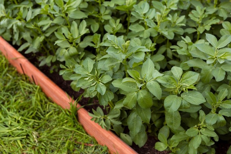 oregano huerta Merca2.es