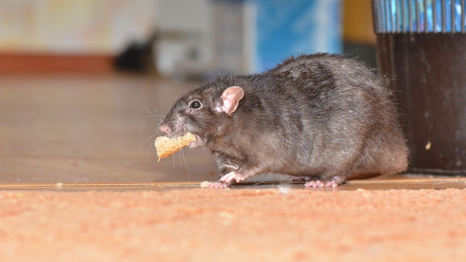 Un experimento único: ratas que comen aceite