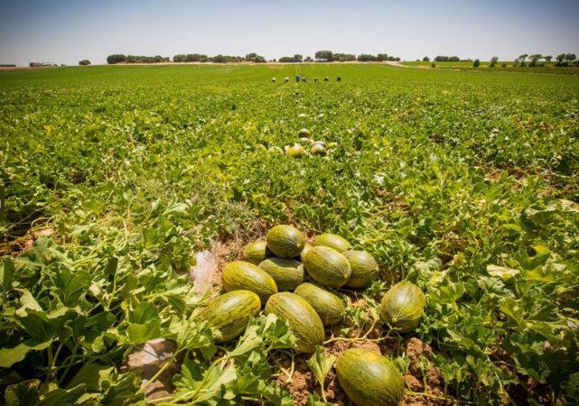 Dia Melones Campo Merca2.es
